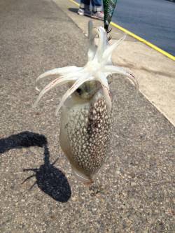 神戸港でコウイカ狙いのデイエギング〜潮止ま…