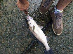 石津川河川シーバス〜テールフックをのばす良型のバラシあり