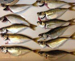 大阪南港アジング〜アジの活性高く楽しめました