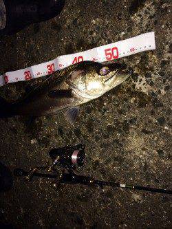 1.7lbのメバリングタックルでシーバスをキャッチ！