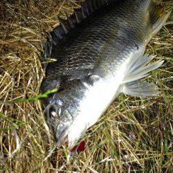 大阪南港でSLK〜暖かい時期のキビレは引き最高！