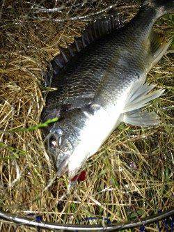 大阪南港でSLK〜暖かい時期のキビレは引き最高！
