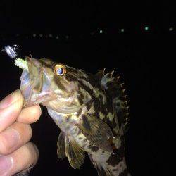 須磨周辺でチニング〜キビレ立て続けに4匹つれました！