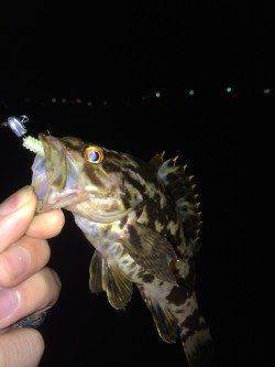 須磨周辺でチニング〜キビレ立て続けに4匹つれました！