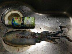 田ノ浦のエギング〜マズメまで粘ってアオリイカをキャッチ