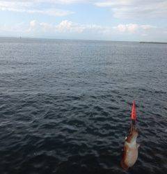 雑賀崎でエギング〜渋い状況の中コウイカの釣果