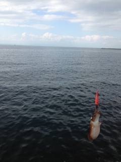 雑賀崎でエギング〜渋い状況の中コウイカの釣果