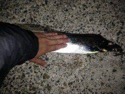 アジュール舞子~キビナゴの引き釣りでサバとタチウオ