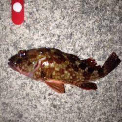 大蔵海岸の梅雨メバル狙いはノーバイト・・・シャローでガシラ釣り