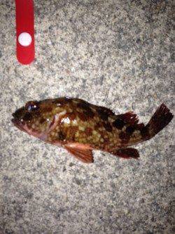 大蔵海岸の梅雨メバル狙いはノーバイト・・・シャローでガシラ釣り