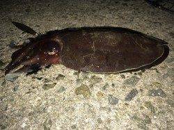 飾磨～広畑周辺のエギングでモンゴウイカ、かなりの引きで楽しめました