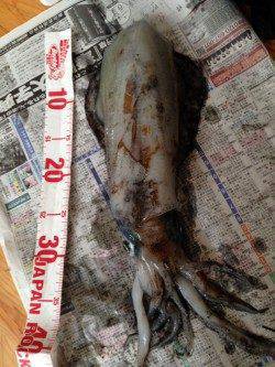 久美浜のエギングで春アオリイカ♪