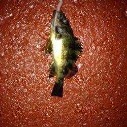 新浜漁港メバリング〜メバルとガシラの釣果