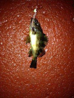 新浜漁港メバリング〜メバルとガシラの釣果