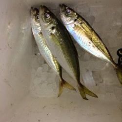 青岸でのサビキ釣行〜20cmのアジ短時間の回遊あり