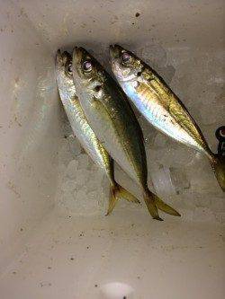 青岸でのサビキ釣行〜20cmのアジ短時間の回遊あり