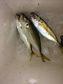 青岸でのサビキ釣行〜20cmのアジ短時間の…