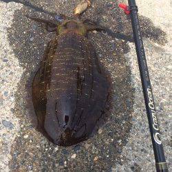 紀伊大島にてエギング&アジング〜釣果はアオリ4枚とアナハゼ・カマス