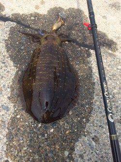 紀伊大島にてエギング&アジング〜釣果はアオリ4枚とアナハゼ・カマス
