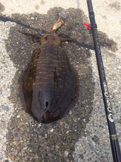 紀伊大島にてエギング&アジング〜釣…