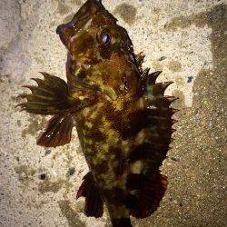 ウィードエリアでメバルを狙ってきました！