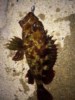 ウィードエリアでメバルを狙ってきました！