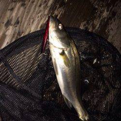 岸和田シーバス〜湾内にてワームで2匹、外向きでは良型ガツン！