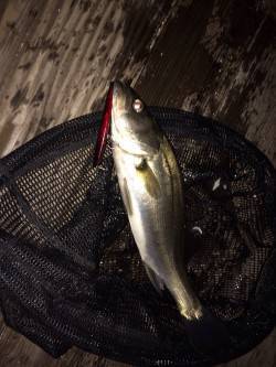 岸和田シーバス〜湾内にてワームで2匹、外向…