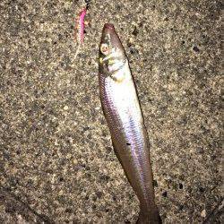 須磨周辺の河口 チニングでキス・キビレの釣果