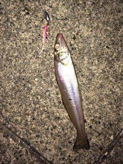 須磨周辺の河口 チニングでキス・キビレの釣果