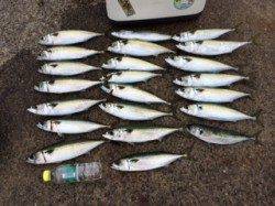 武庫川尻一文字大サバ好調〜釣れすぎてクーラー満タン