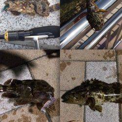 掛け重視のタックルにかえ感度よくタケノコメバル&ガシラをキャッチ♪