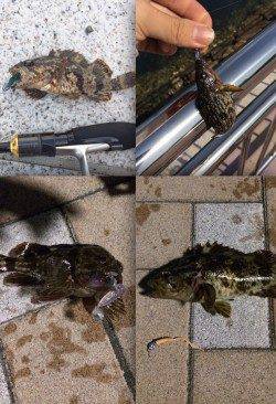 掛け重視のタックルにかえ感度よくタケノコメバル&ガシラをキャッチ♪