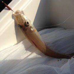 樽井にて引き釣り〜アベレージサイズのキス釣れました