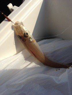 樽井にて引き釣り〜アベレージサイズのキス釣れました