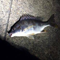 須磨周辺のアジングは小サバに邪魔され。。。