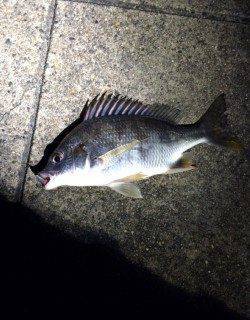 須磨周辺のアジングは小サバに邪魔され。。。