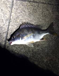 須磨周辺のアジングは小サバに邪魔され。。。…