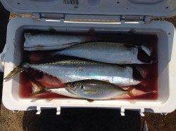 サバ釣りで賑わう武庫川一文字へ〜仕掛けは蓄光ピンクサビキで