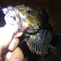 大阪南港周辺アジング、表層～中層でHIT〜ボトム付近を攻めサイズUP