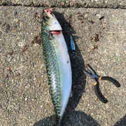 ショアジギングでもサバゲット！　早朝1番で武庫川一文字へ