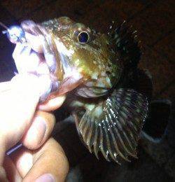 大阪南港周辺アジング、表層～中層でHIT〜ボトム付近を攻めサイズUP