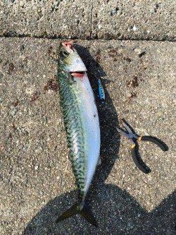 ショアジギングでもサバゲット！　早朝1番で武庫川一文字へ