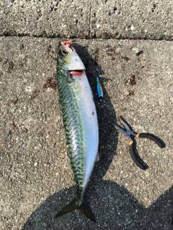 ショアジギングでもサバゲット！　早朝1番で…