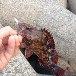 忠岡のホクシン前テトラ帯を2時間ランガンしてガシラ4匹