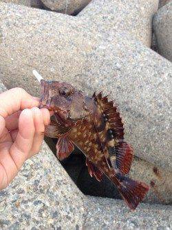 忠岡のホクシン前テトラ帯を2時間ランガンしてガシラ4匹