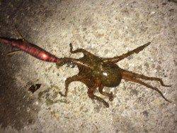 須磨でエギング〜シャクリ続けて苦節４ヶ月やっと春イカ釣れました！