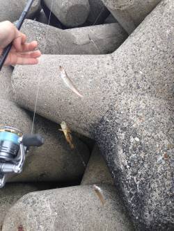 夕方の時合のキス釣果〜淡輪の外向きテトラに…