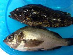 鳥取ノ荘にてメバリングデビュー♪