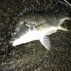 大阪南港周辺キビレタックルでキビレ〜44cm4枚&シーバス